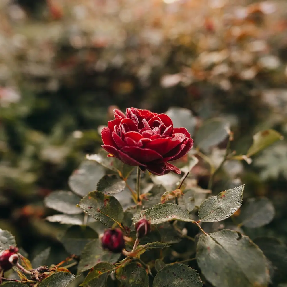 Blühende Pflanze vor einem unscharfen Hintergrund