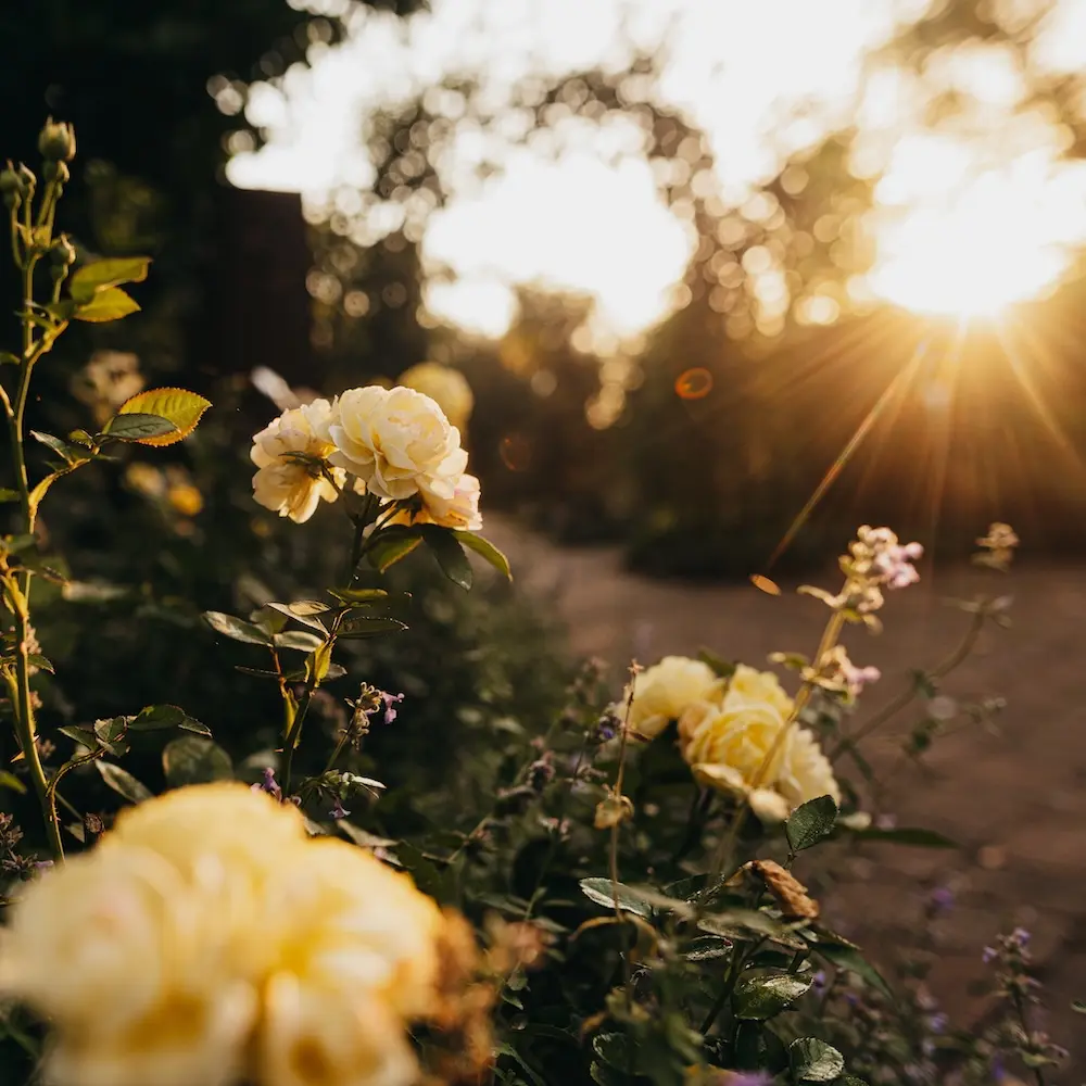 Blühende Pflanze vor einem unscharfen Hintergrund