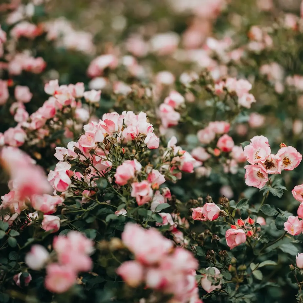 Blühende Pflanze vor einem unscharfen Hintergrund