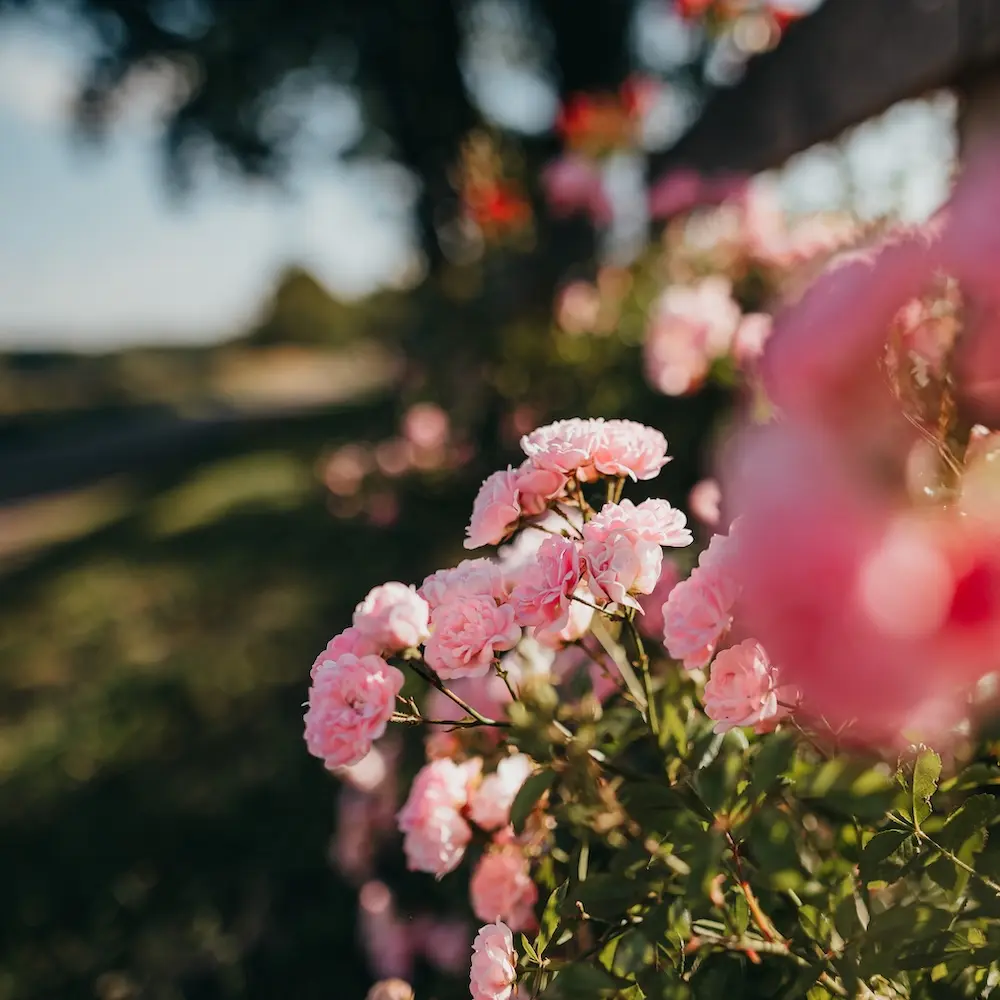 Blühende Pflanze vor einem unscharfen Hintergrund