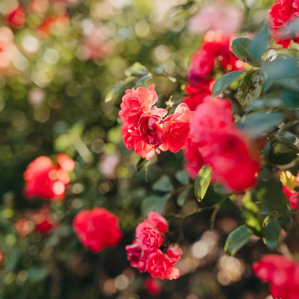 Blühende Pflanze vor einem unscharfen Hintergrund