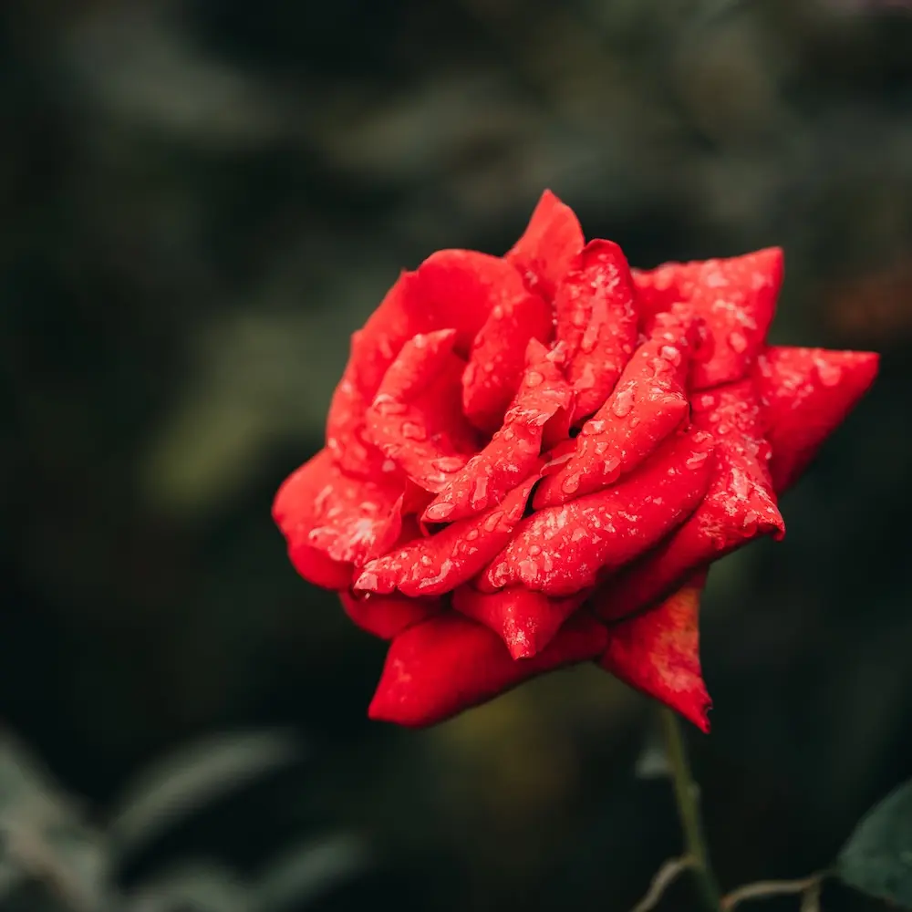 Blühende Pflanze vor einem unscharfen Hintergrund