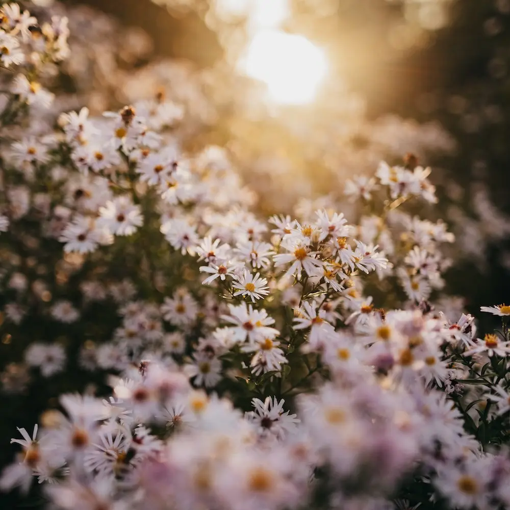 Blühende Pflanze vor einem unscharfen Hintergrund