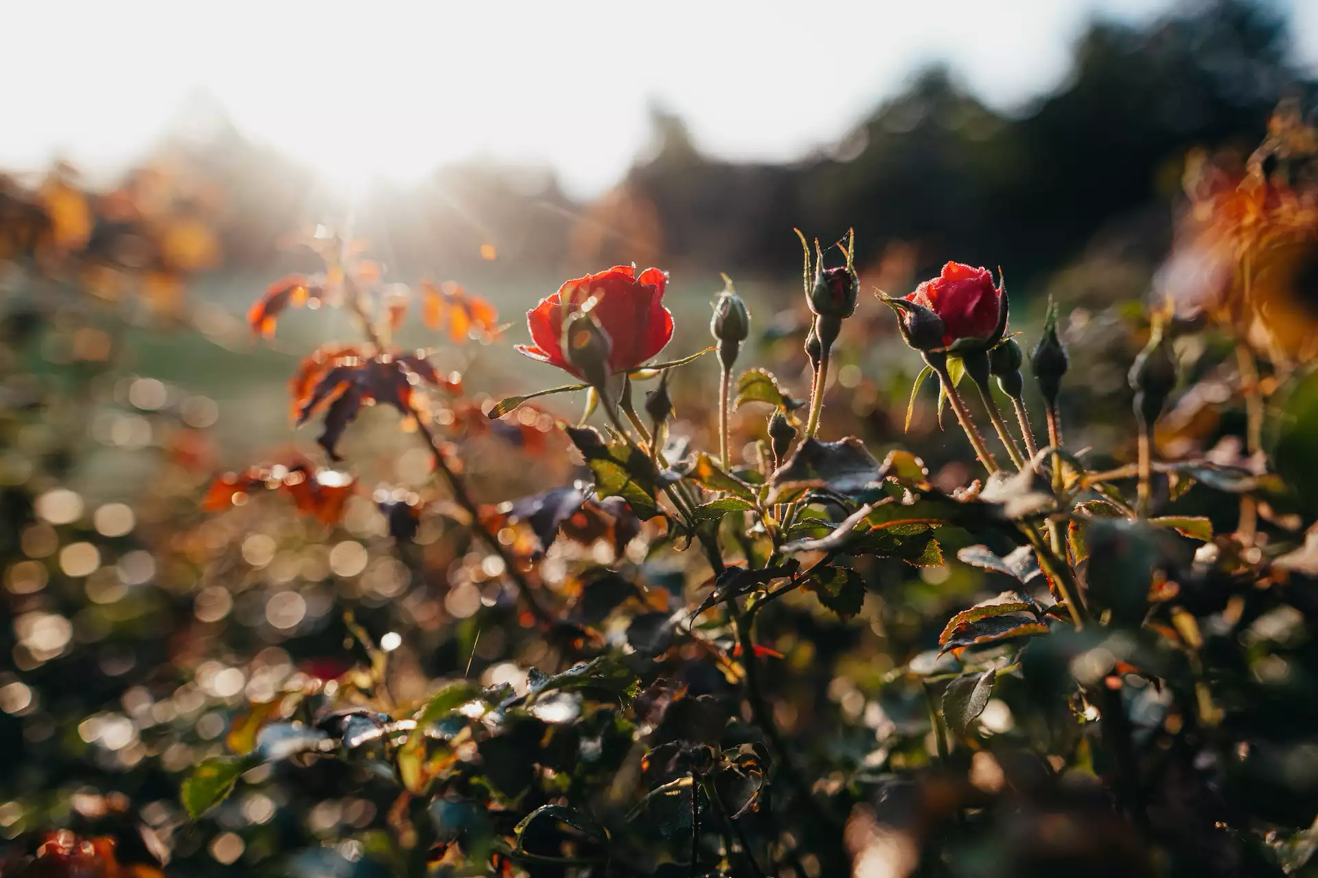 Rote Rosen mit Sonne im Hintergrund