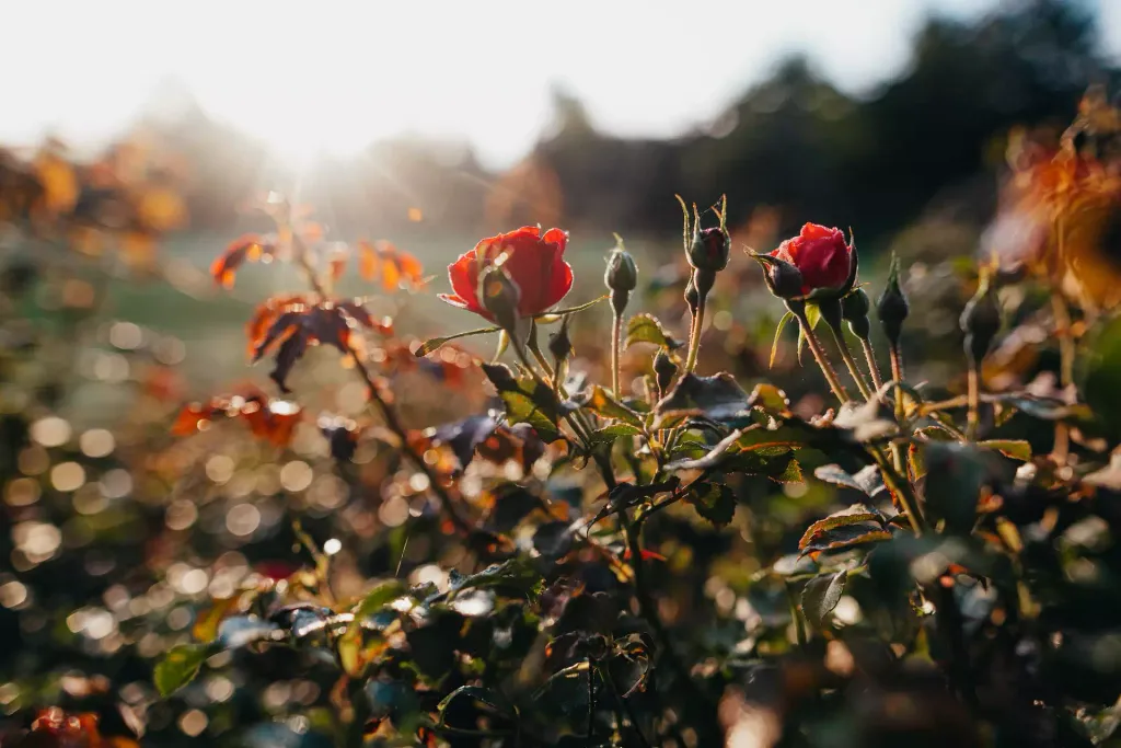 Rote Rosen mit Sonne im Hintergrund